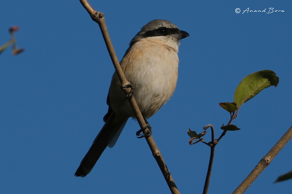 Long-tailed Shrike - ML646781085