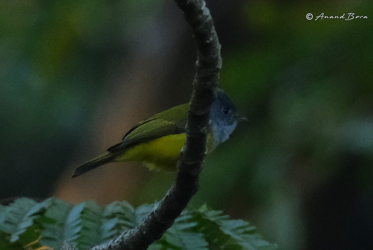 Gray-headed Canary-Flycatcher - ML646781088