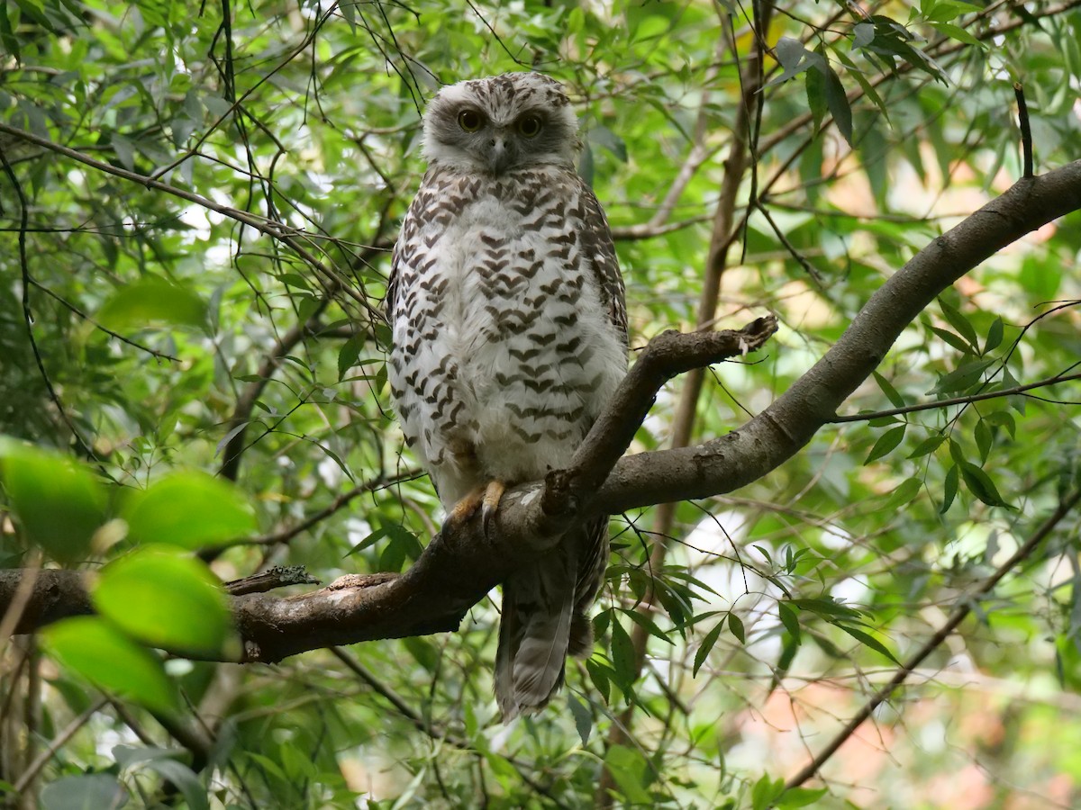 オニアオバズク - ML646781089