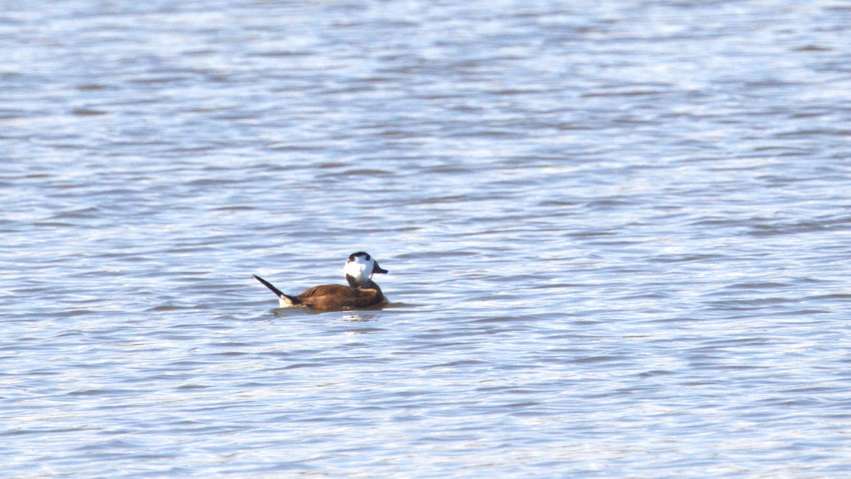 White-headed Duck - ML646781091
