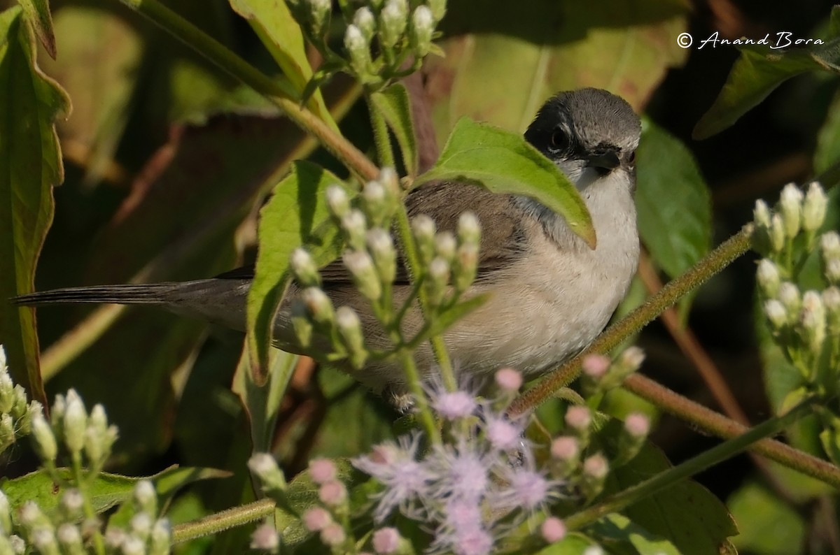 Lesser Whitethroat - ML646781094
