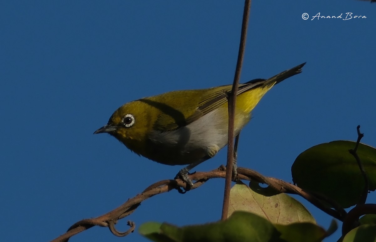 Indian White-eye - ML646781100