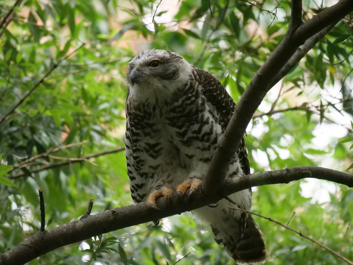 オニアオバズク - ML646781102