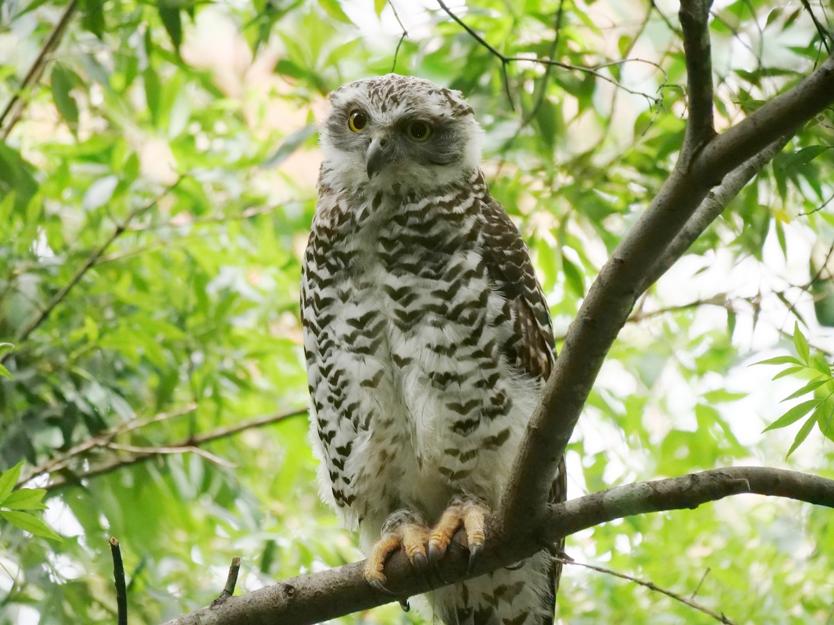 オニアオバズク - ML646781107