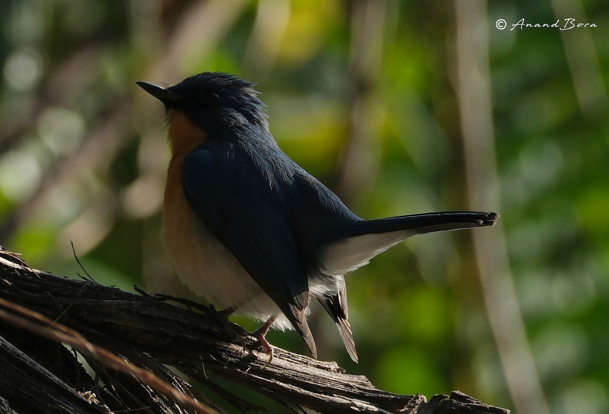 Tickell's Blue Flycatcher - ML646781108