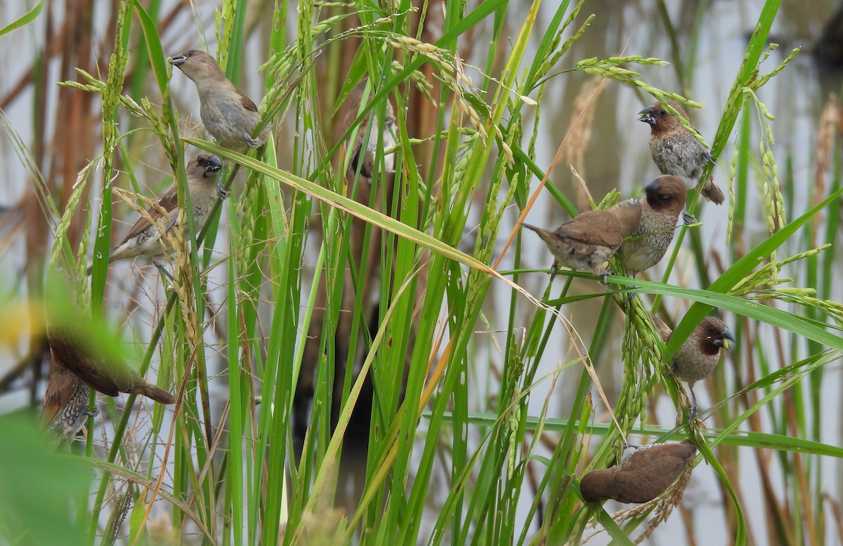 斑文鳥 - ML646781114