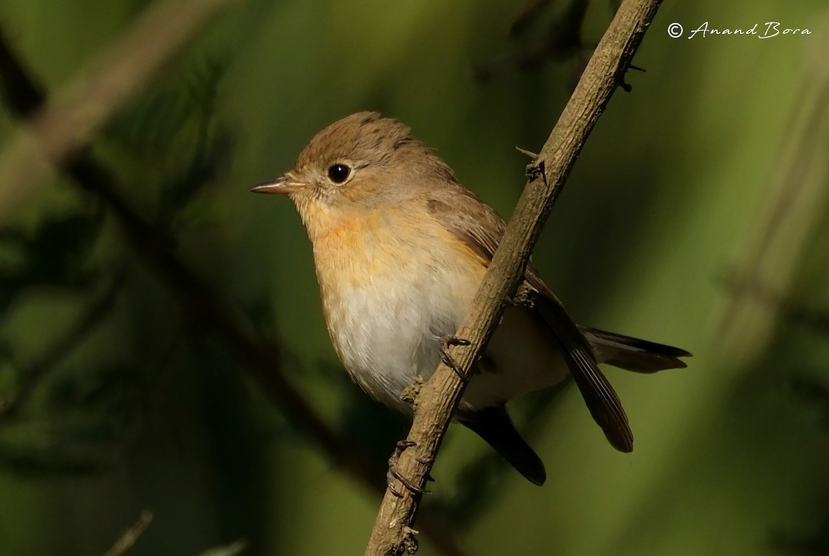 Red-breasted Flycatcher - ML646781115