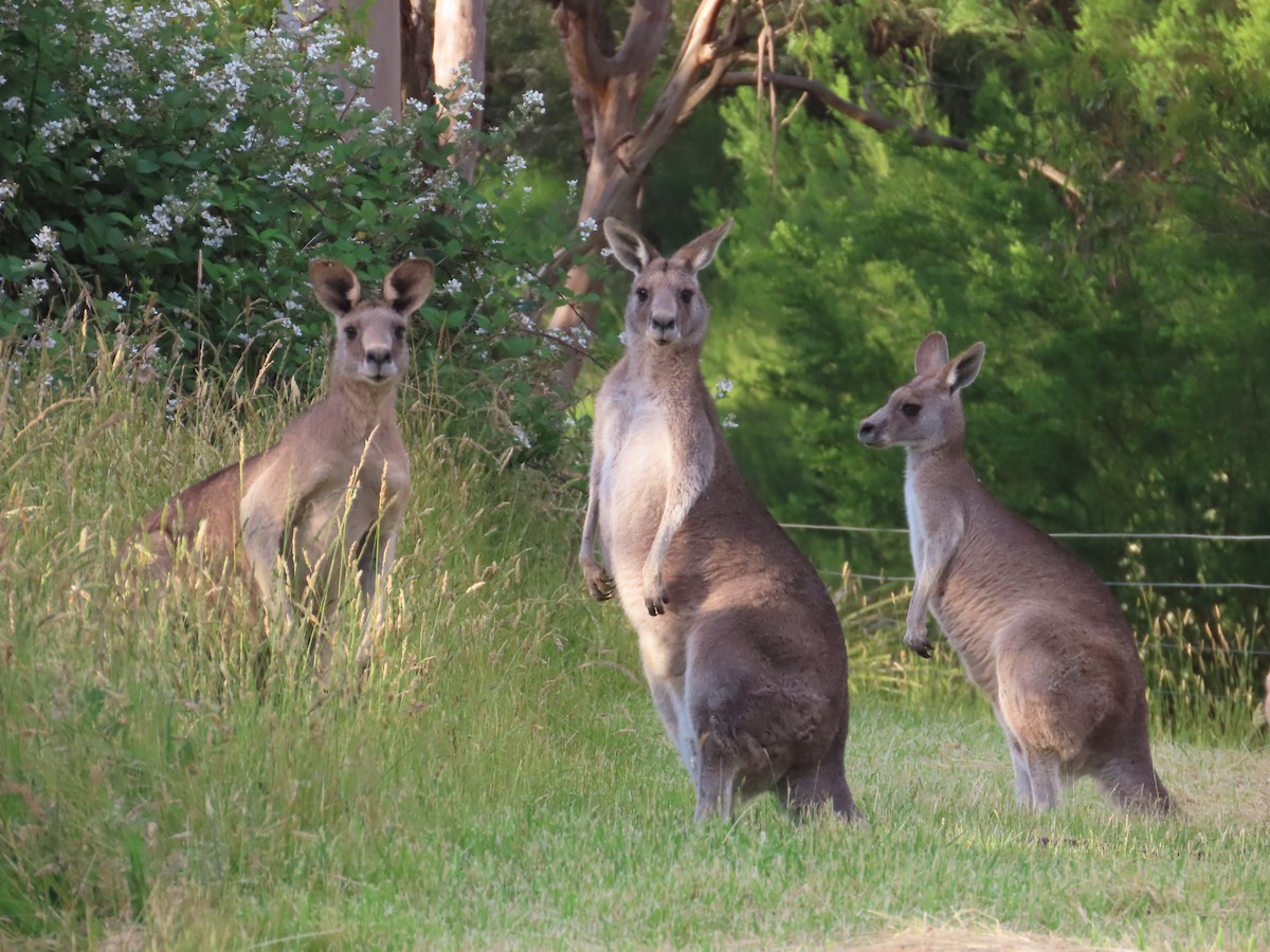 動物界 - ML646781116