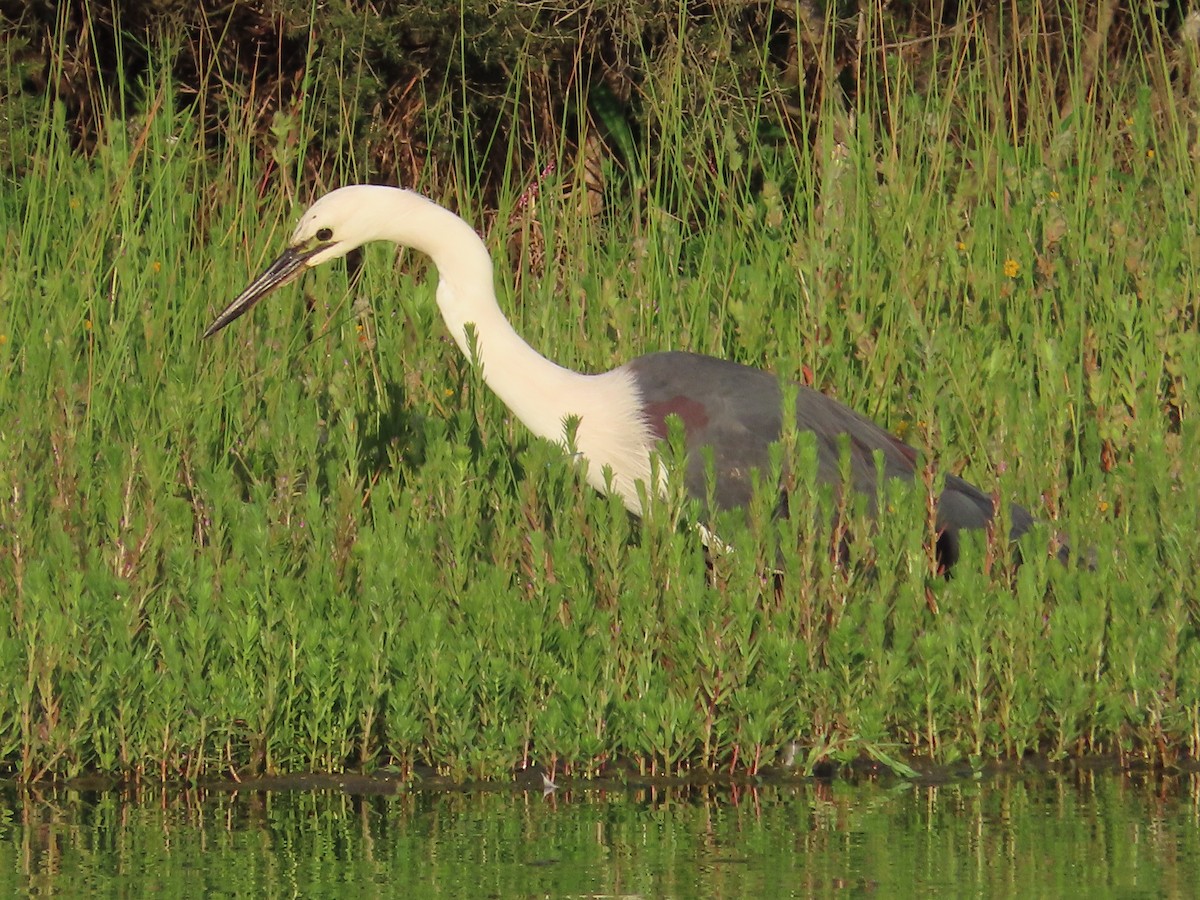 シロガシラサギ - ML646781123