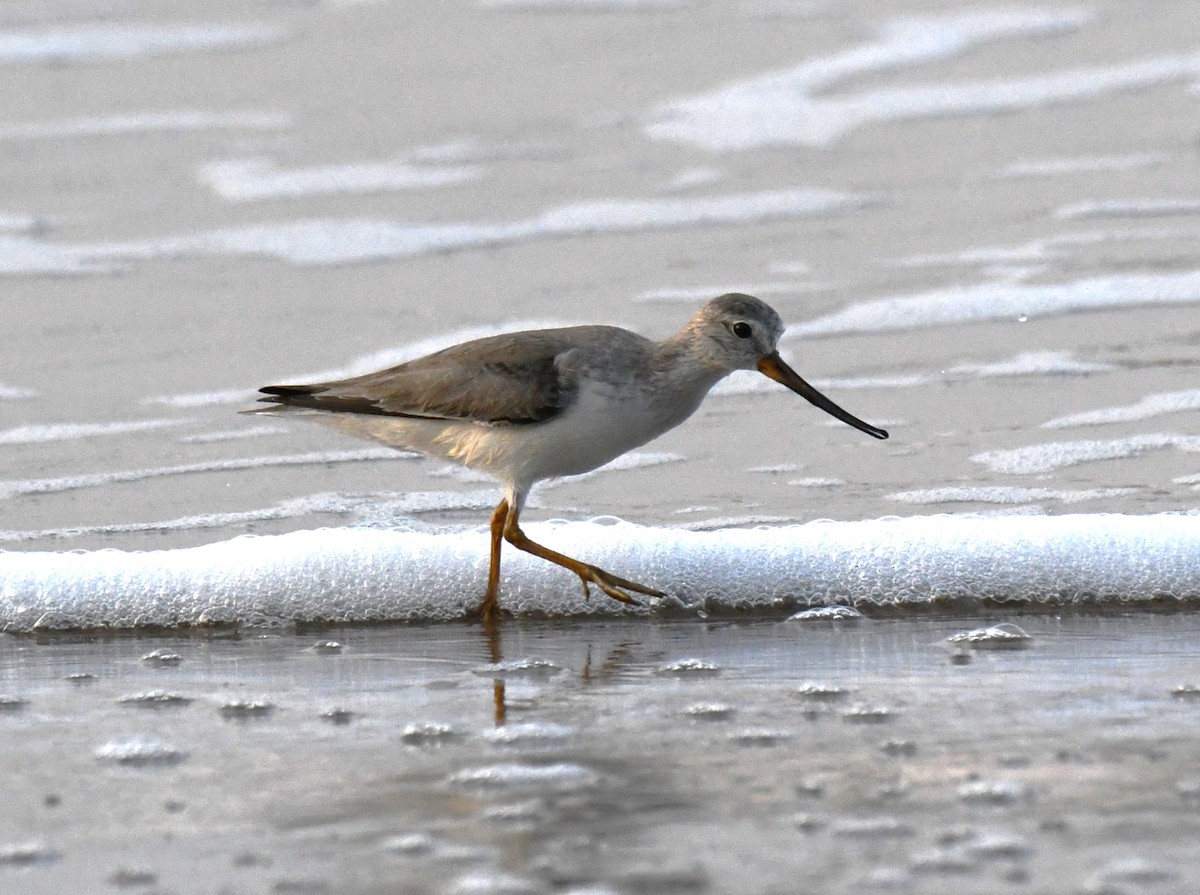 Terek Sandpiper - ML646781132