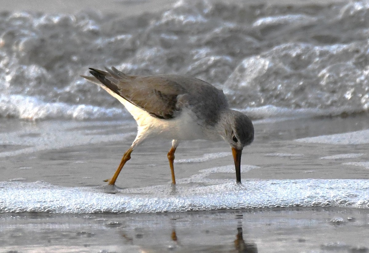 Terek Sandpiper - ML646781136