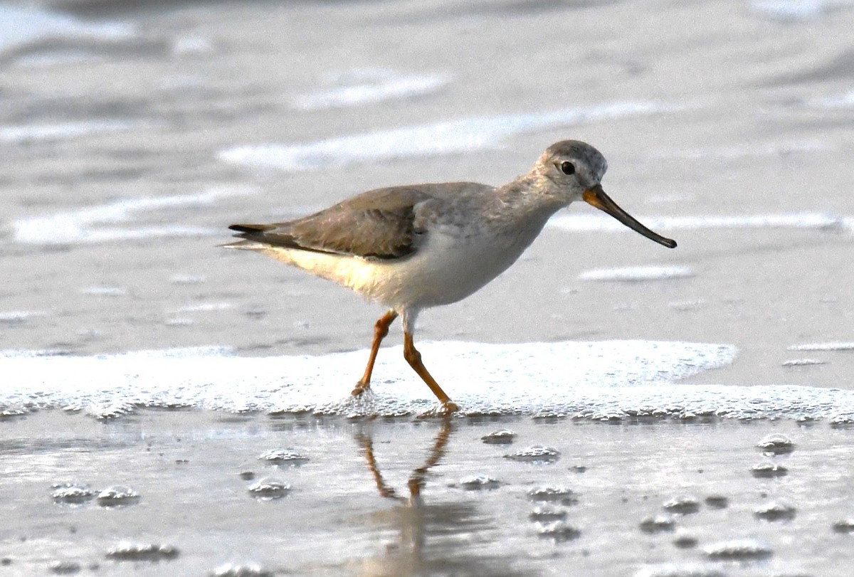 Terek Sandpiper - ML646781141