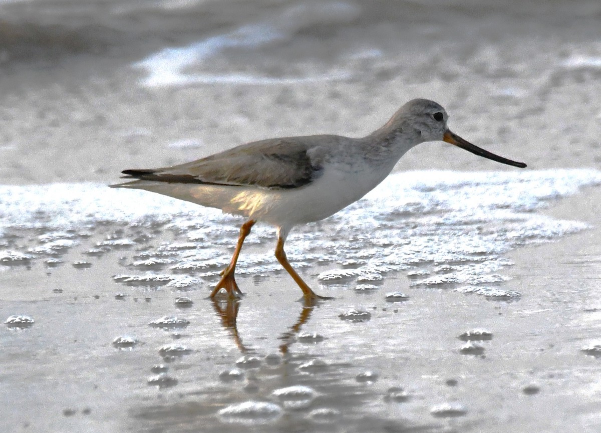 Terek Sandpiper - ML646781142