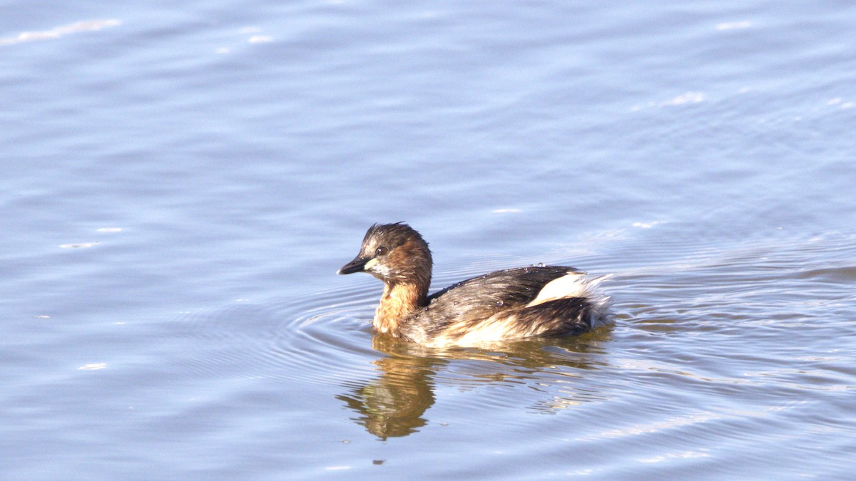 Little Grebe - ML646781145