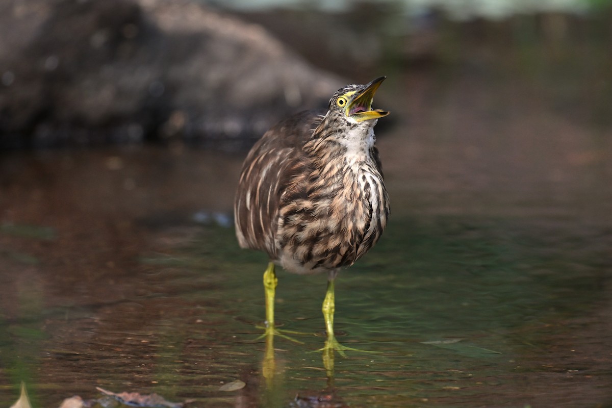 Indian Pond-Heron - ML646781146