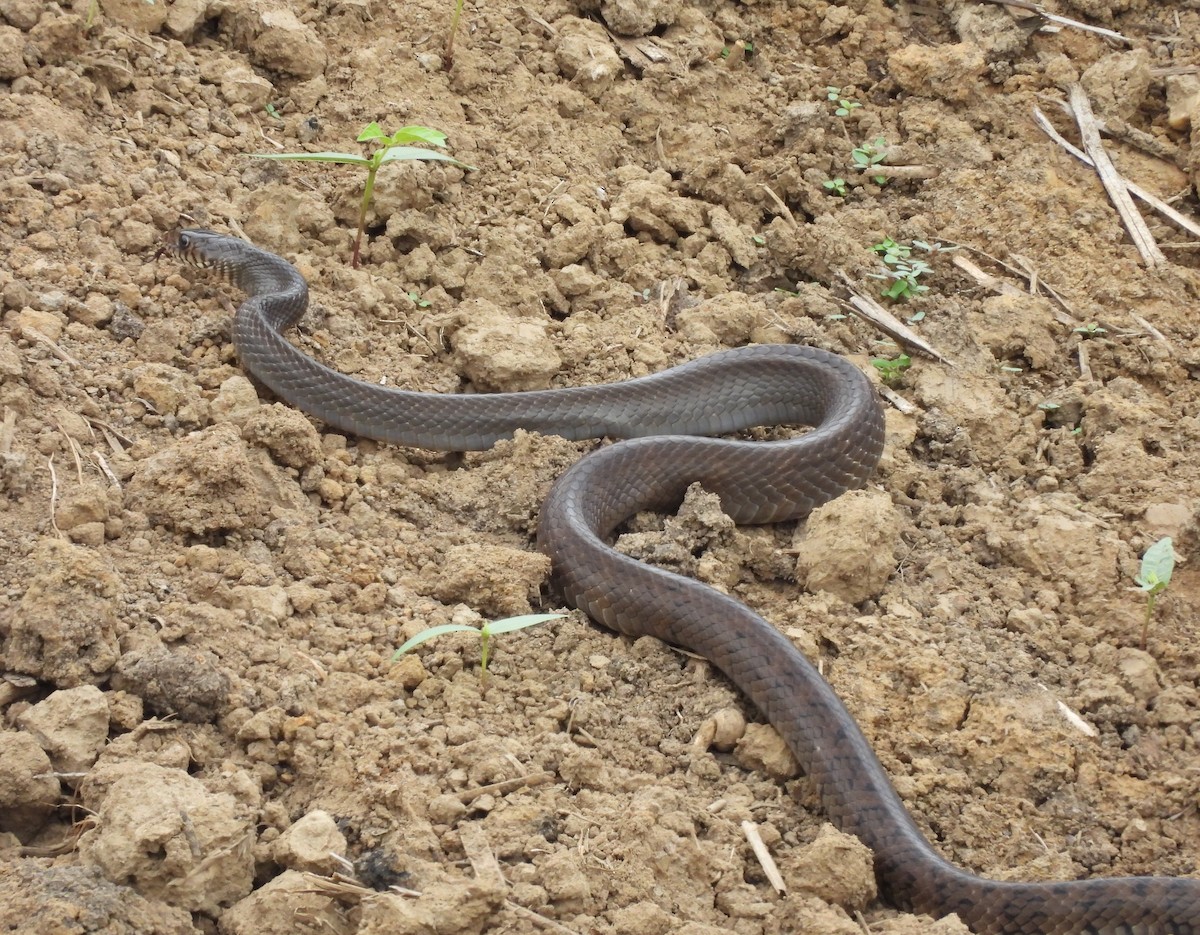 南蛇 - ML646781149