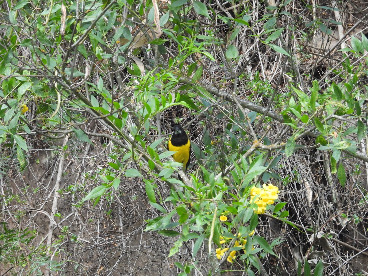 Кардинал-довбоніс золоточеревий - ML646781155