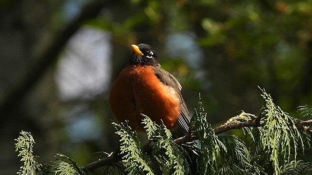 American Robin - ML646781156