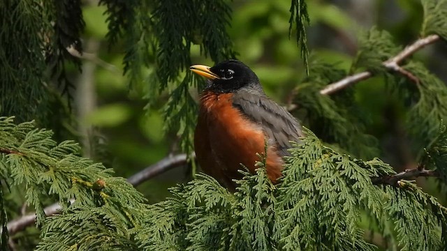 American Robin - ML646781157