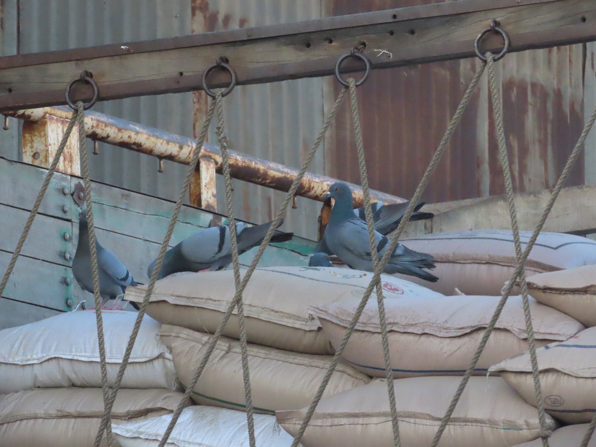 Haitz-usoa (etxekoa) - ML646781162