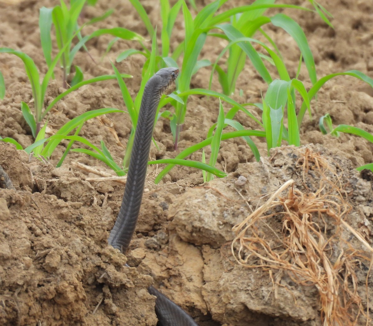 南蛇 - ML646781163