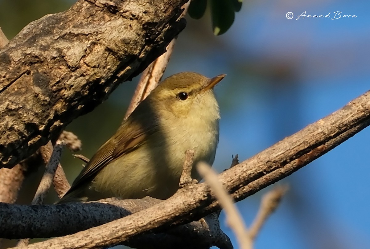 Greenish Warbler - ML646781166