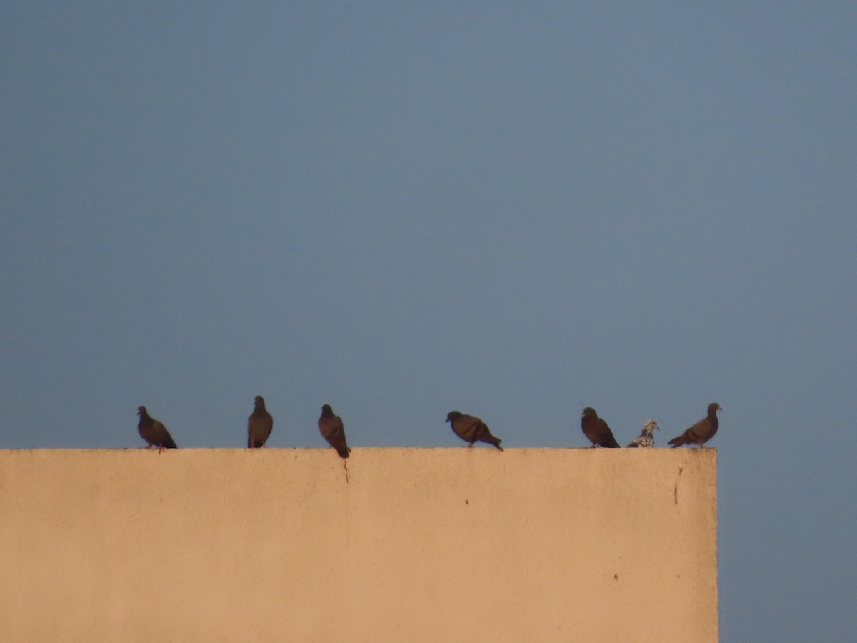 Haitz-usoa (etxekoa) - ML646781168