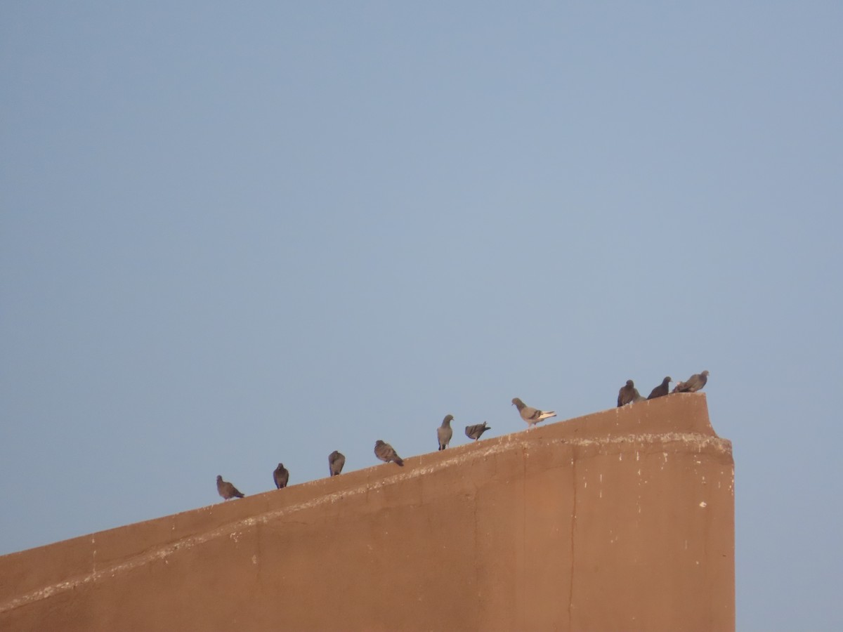 Haitz-usoa (etxekoa) - ML646781169