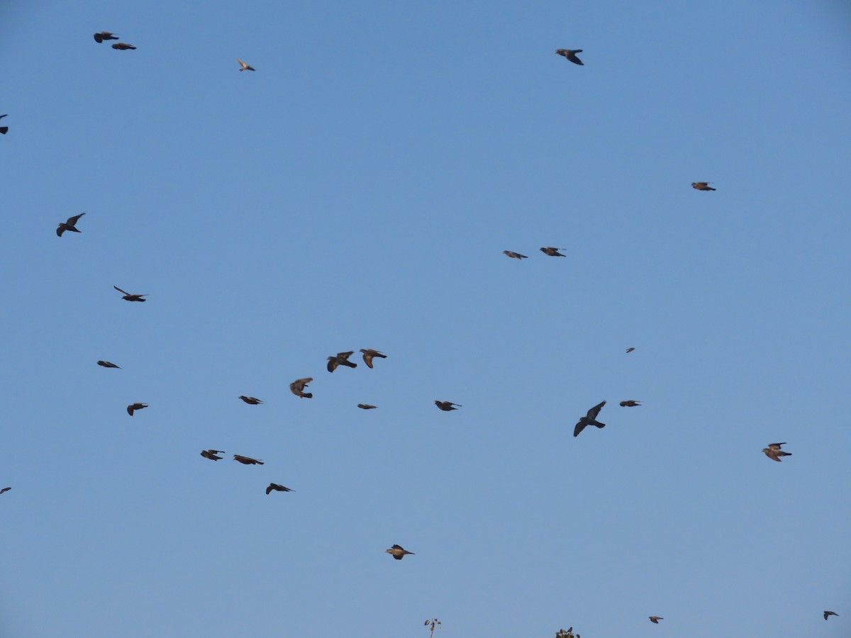 Haitz-usoa (etxekoa) - ML646781170