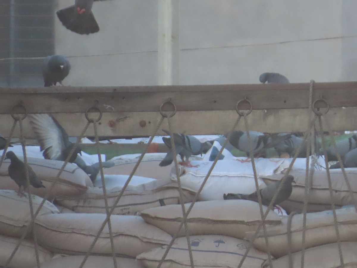 Haitz-usoa (etxekoa) - ML646781173