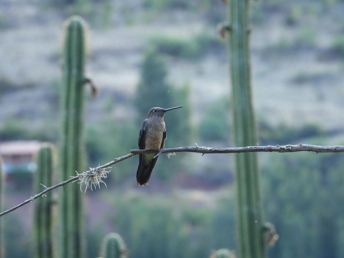 Giant Hummingbird - ML646781174