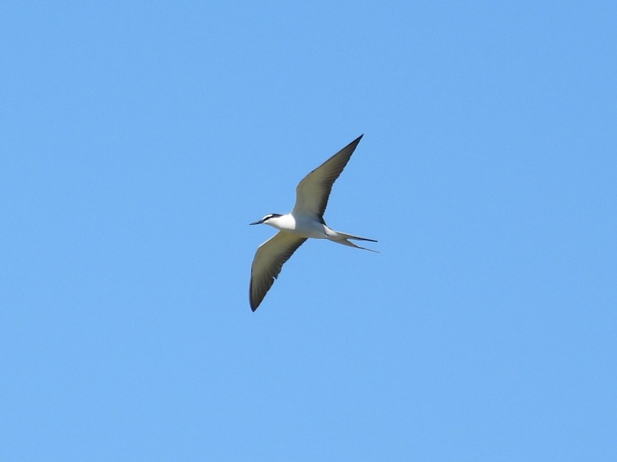 Bridled Tern - ML646781175
