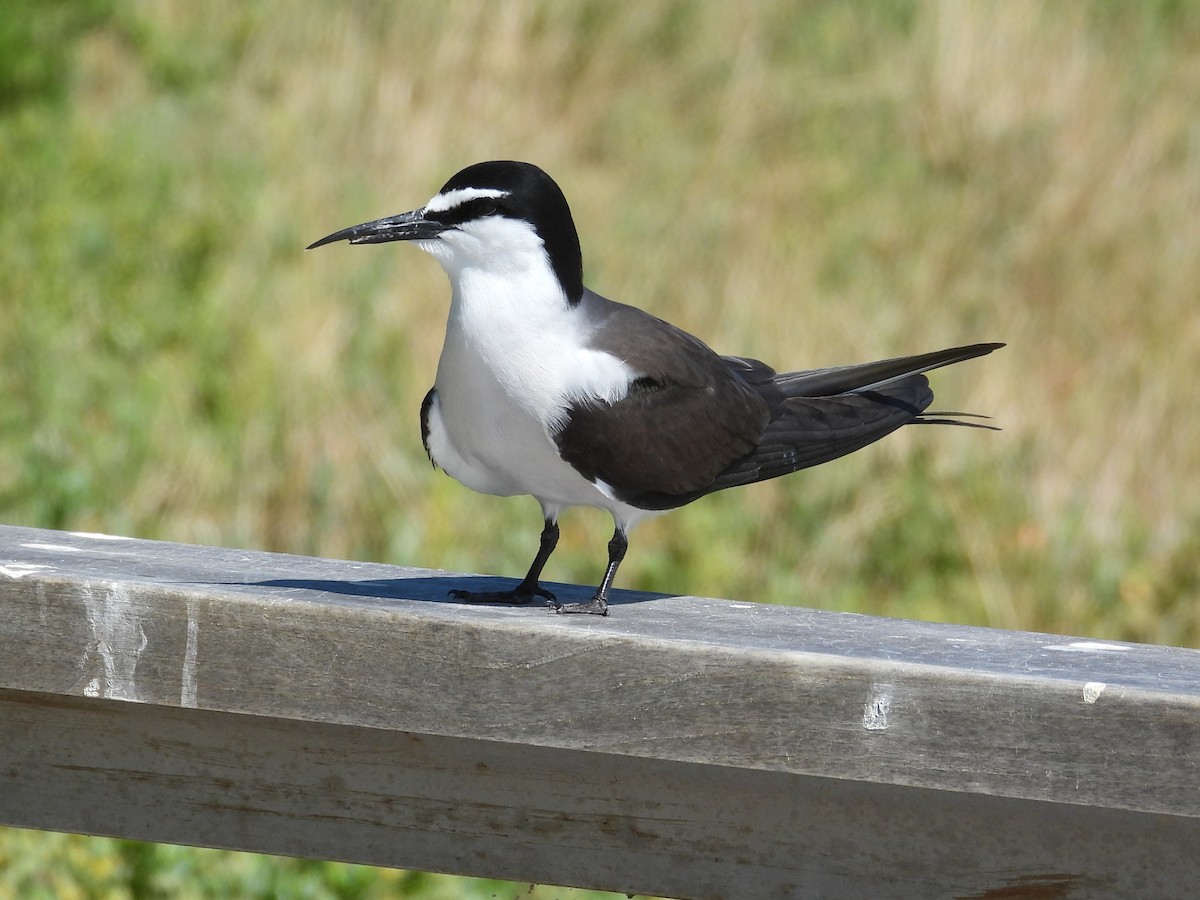 Bridled Tern - ML646781178