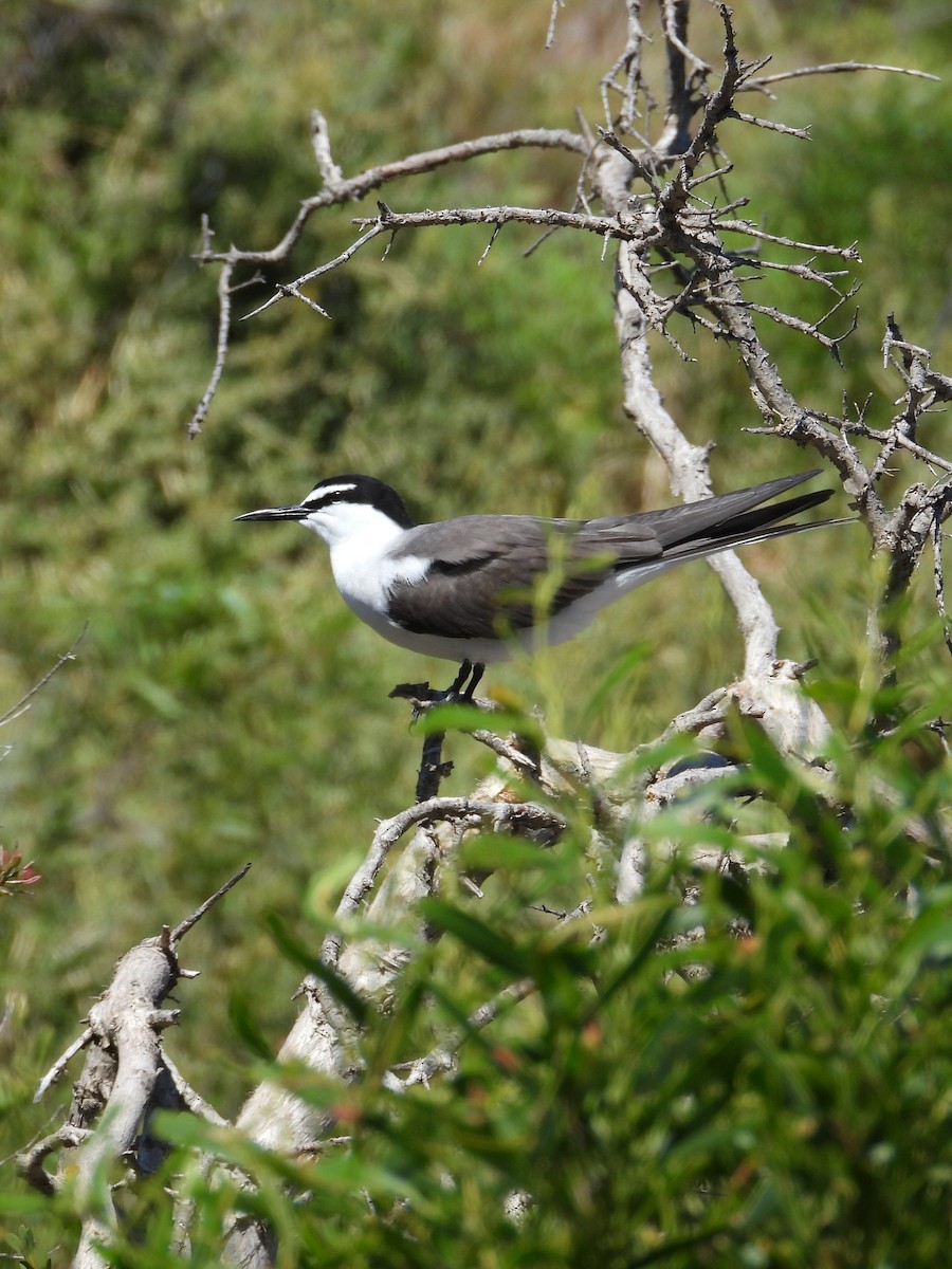 Bridled Tern - ML646781179