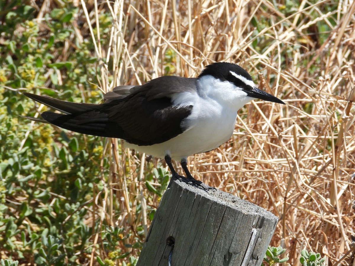 Bridled Tern - ML646781180
