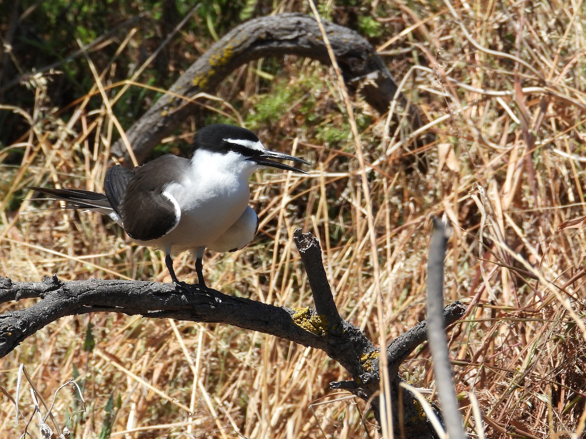 Bridled Tern - ML646781181