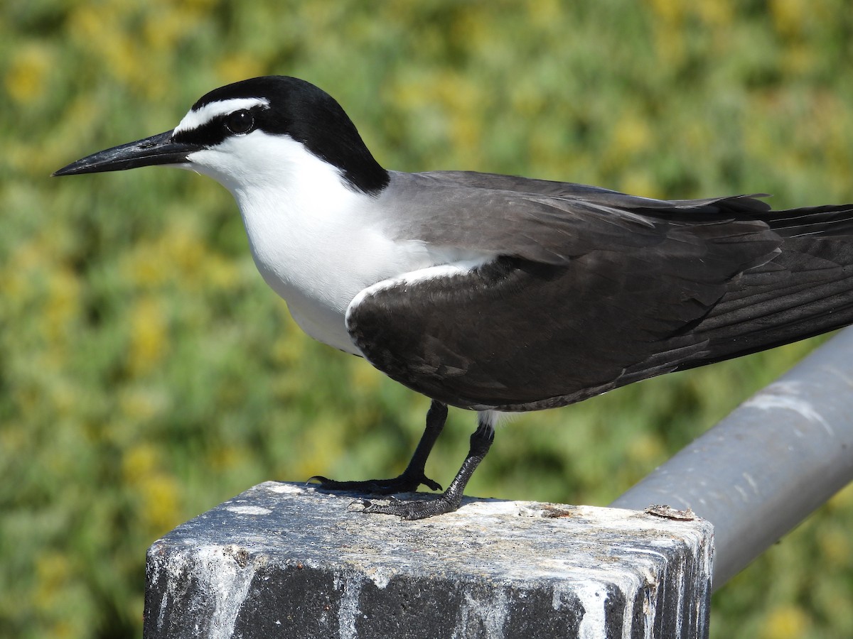 Bridled Tern - ML646781182