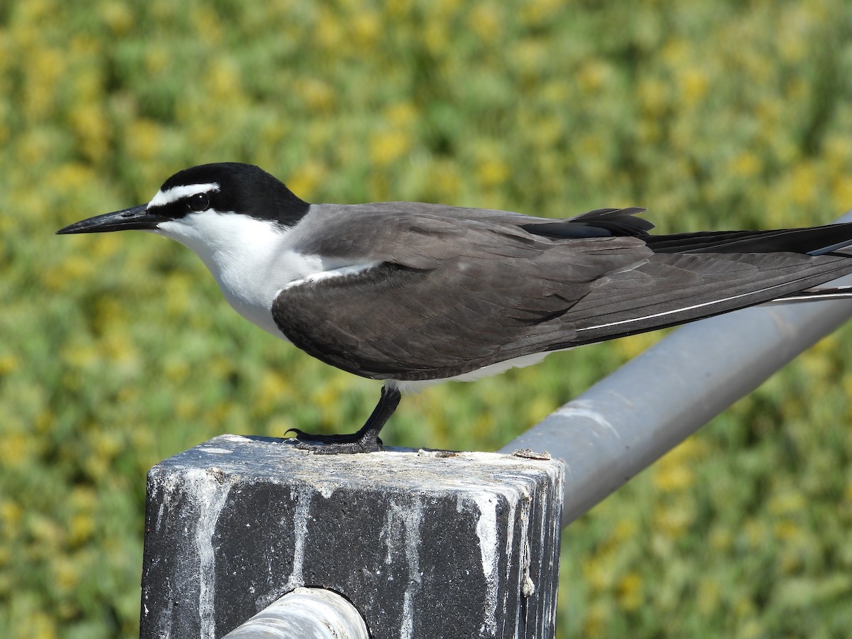 Bridled Tern - ML646781183