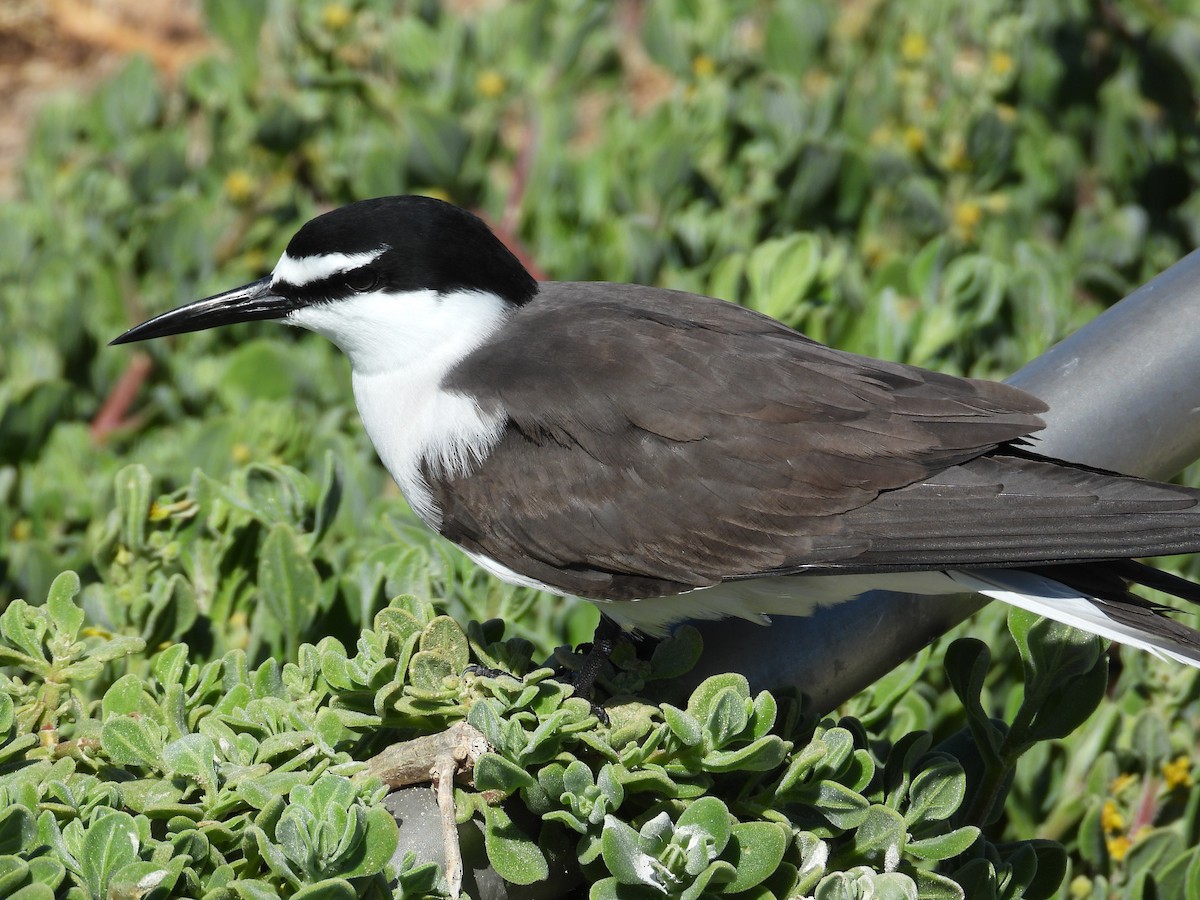 Bridled Tern - ML646781184