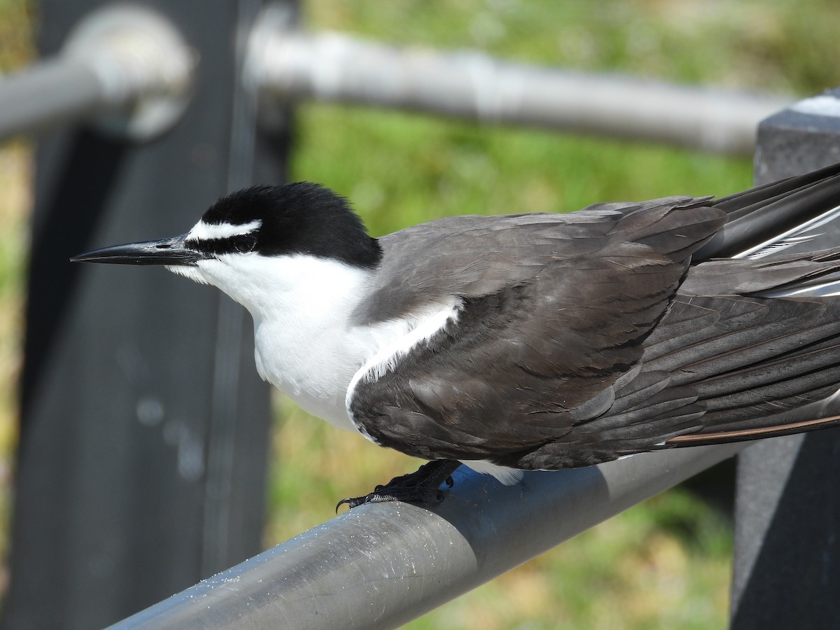 Bridled Tern - ML646781185