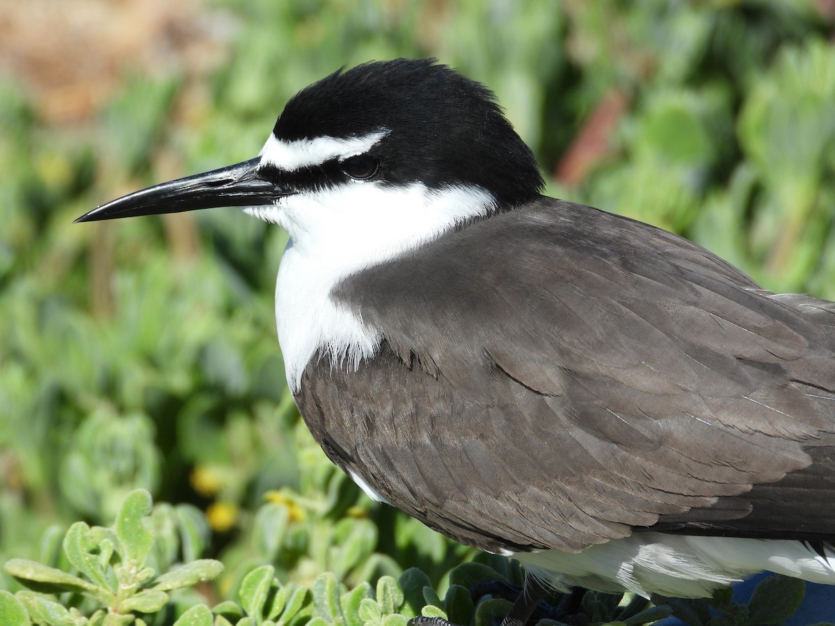 Bridled Tern - ML646781186