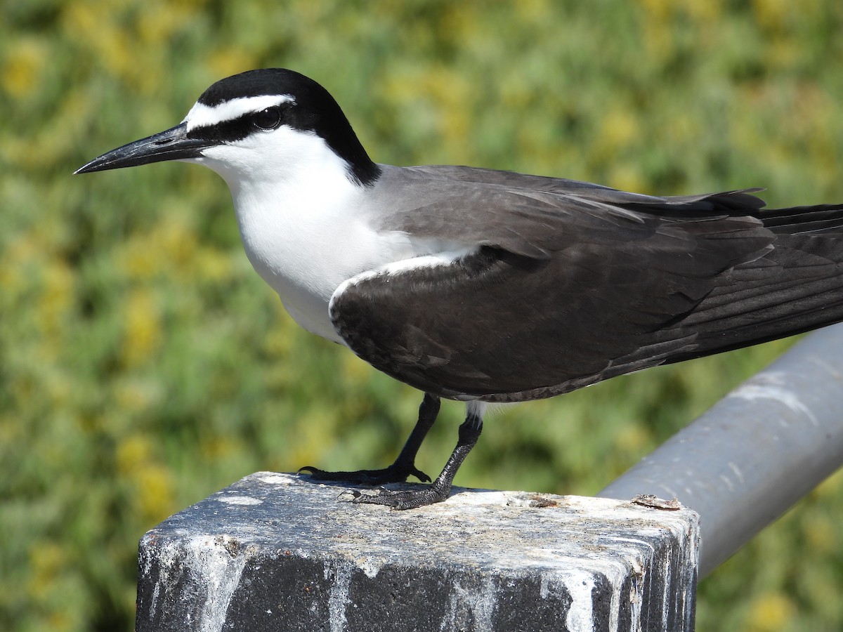 Bridled Tern - ML646781187
