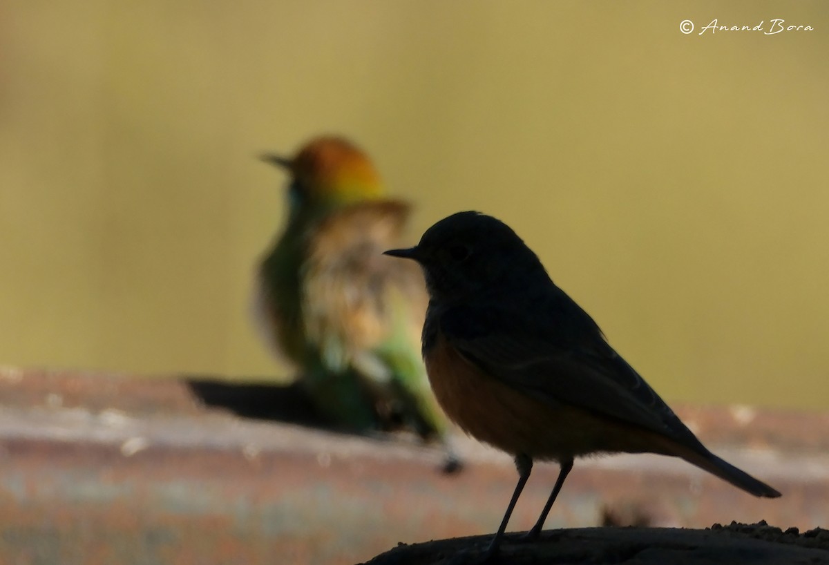 Black Redstart - ML646781188