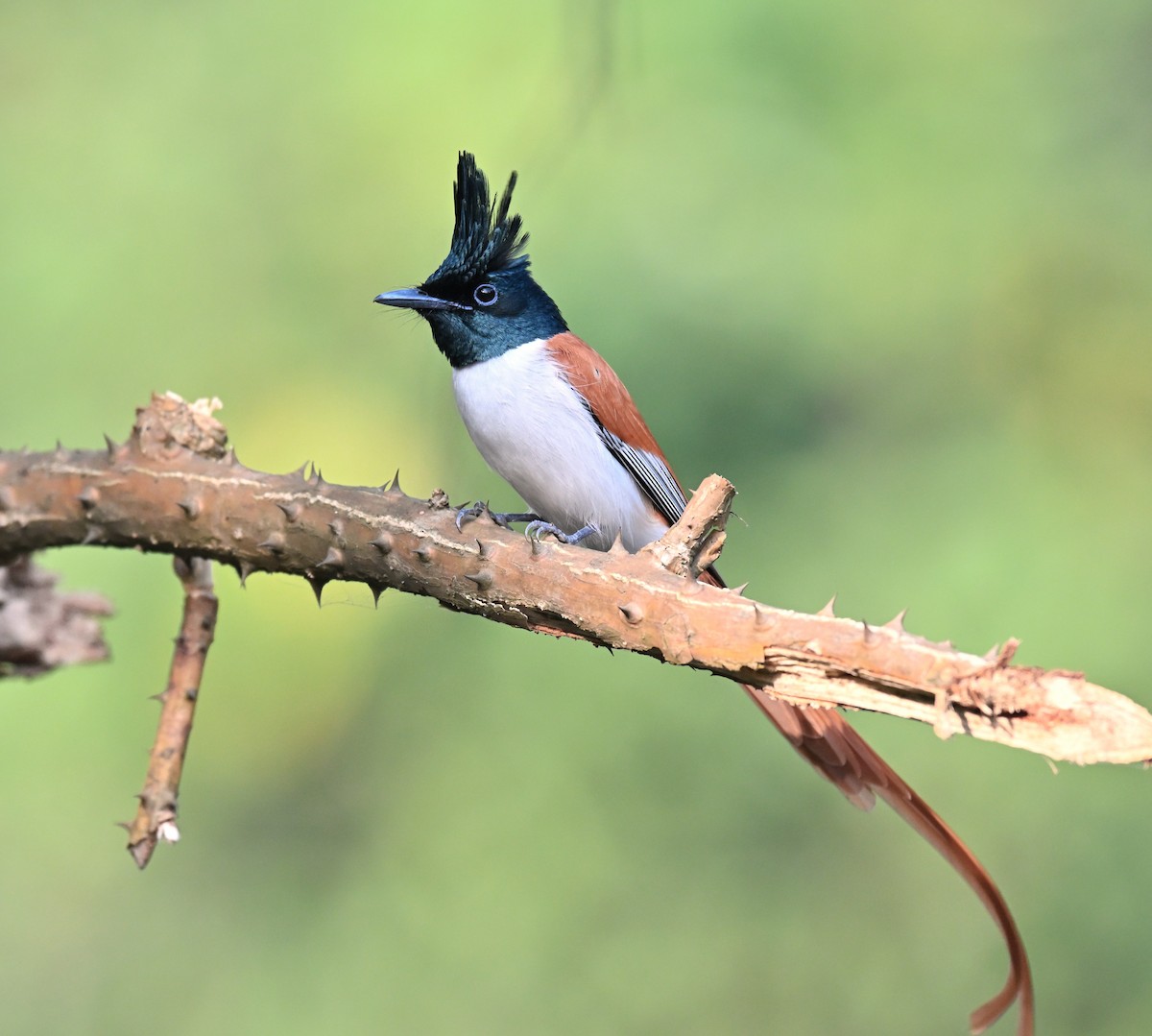 Indian Paradise-Flycatcher - ML646781193