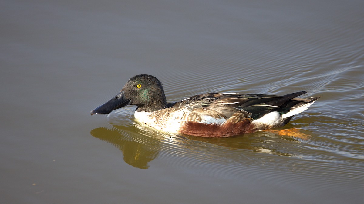 Northern Shoveler - ML646781195