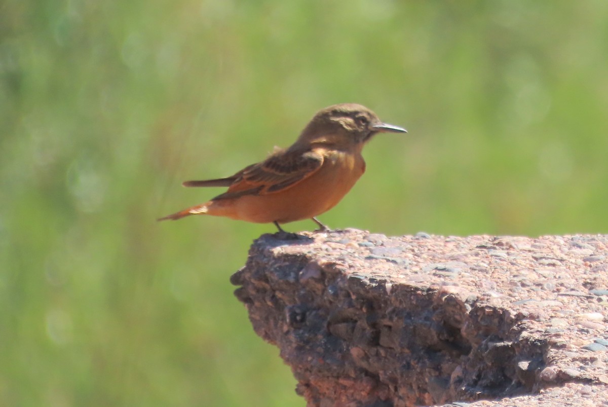 Ласточковый мухолов - ML646781197