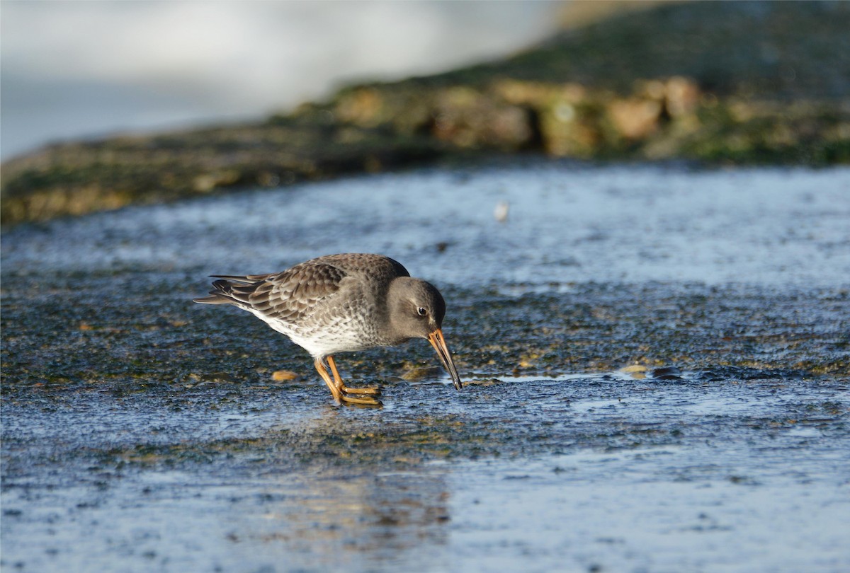 ムラサキハマシギ - ML646781208