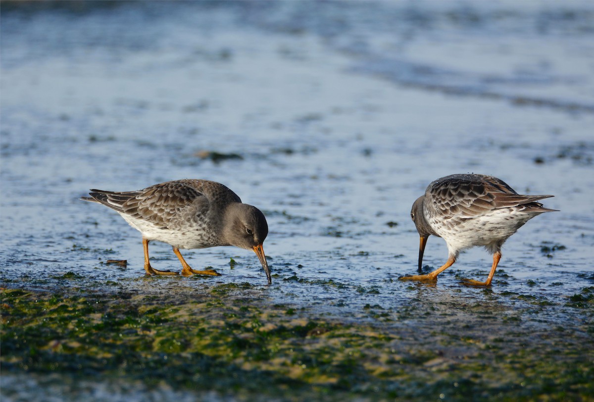 ムラサキハマシギ - ML646781209