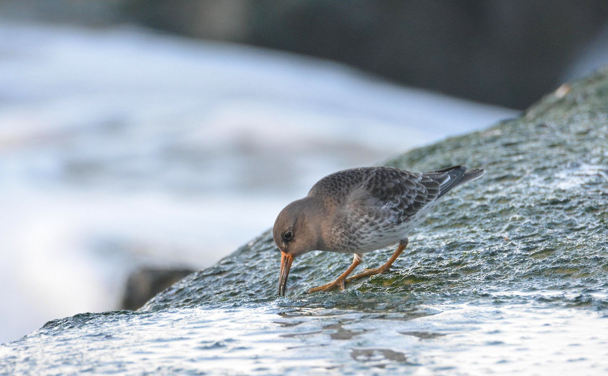 ムラサキハマシギ - ML646781210