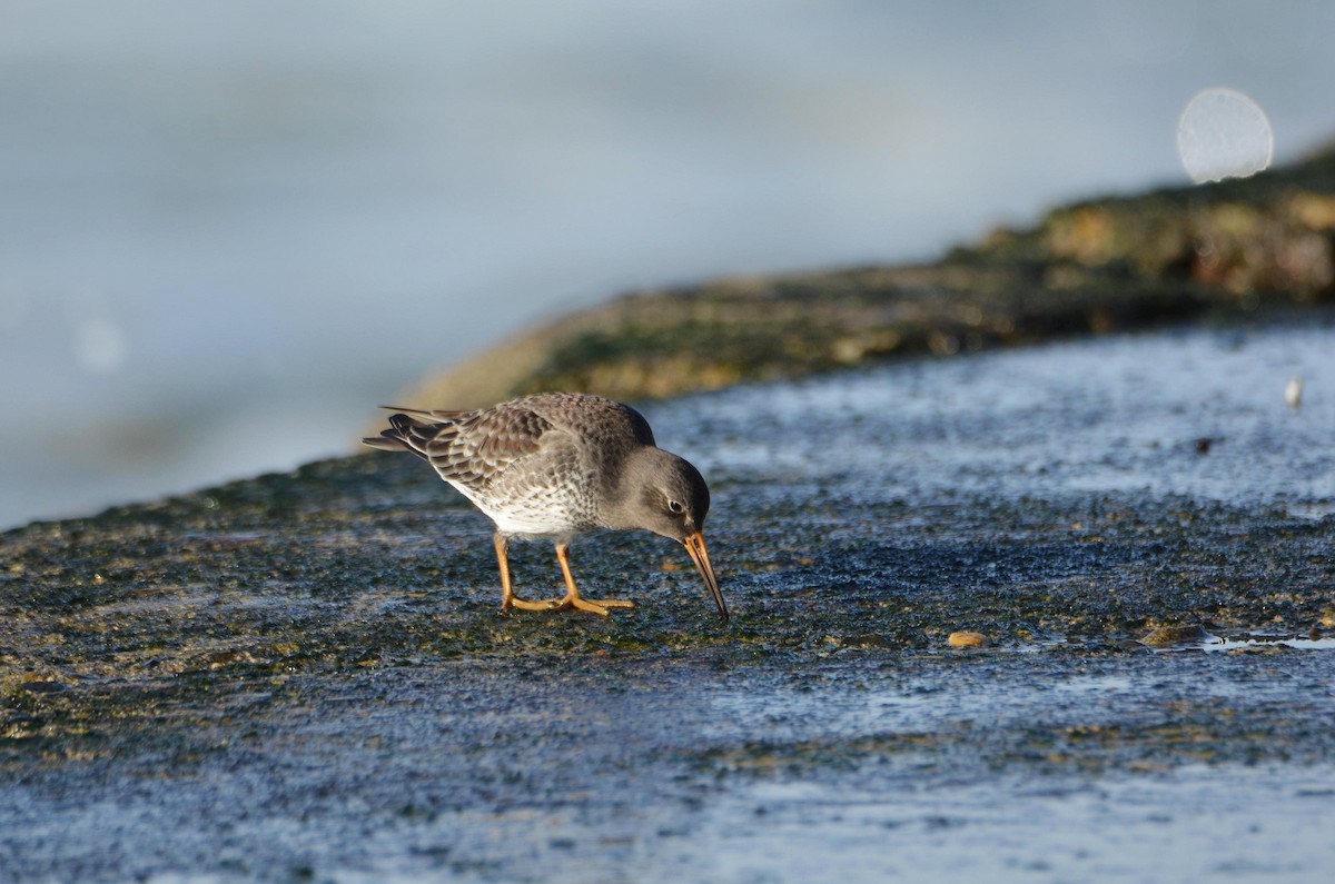 ムラサキハマシギ - ML646781211